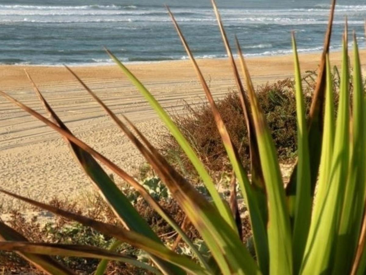 Appartement Renove Avec Balcon, Proche Plage Et Marche - 4 Pers, Calme & Confort A Seignosse - Fr-1-239-460 Luaran gambar